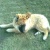 martin