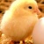 Chick