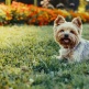 nick