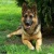 Pavel