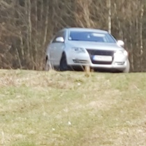 Marek