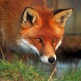 nick