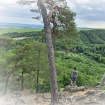 Marek