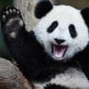 David