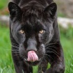 Vlad